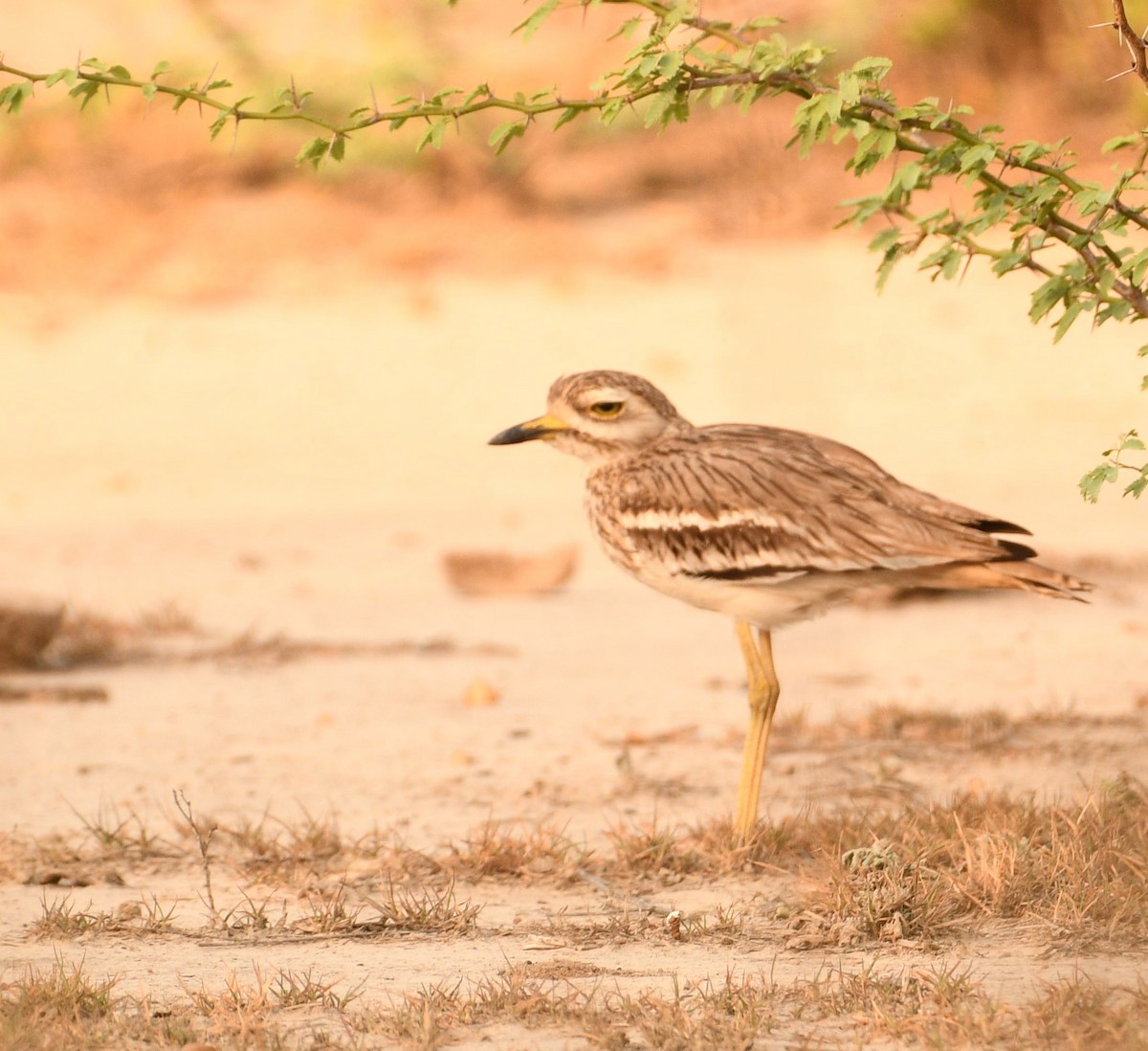 Indian Thick-knee - ML576999931