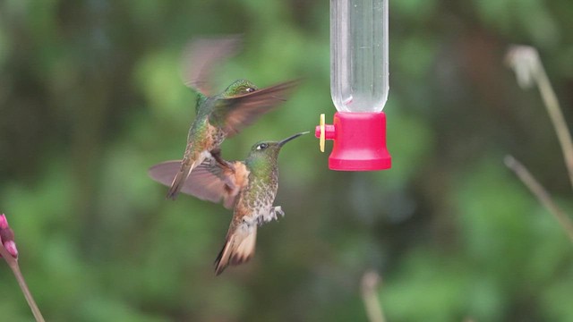 Buff-tailed Coronet - ML577000401