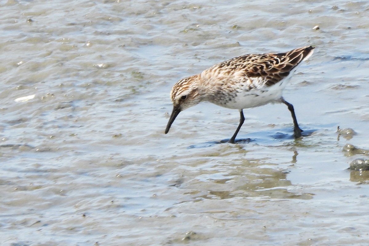 Semipalmated Sandpiper - ML577000751