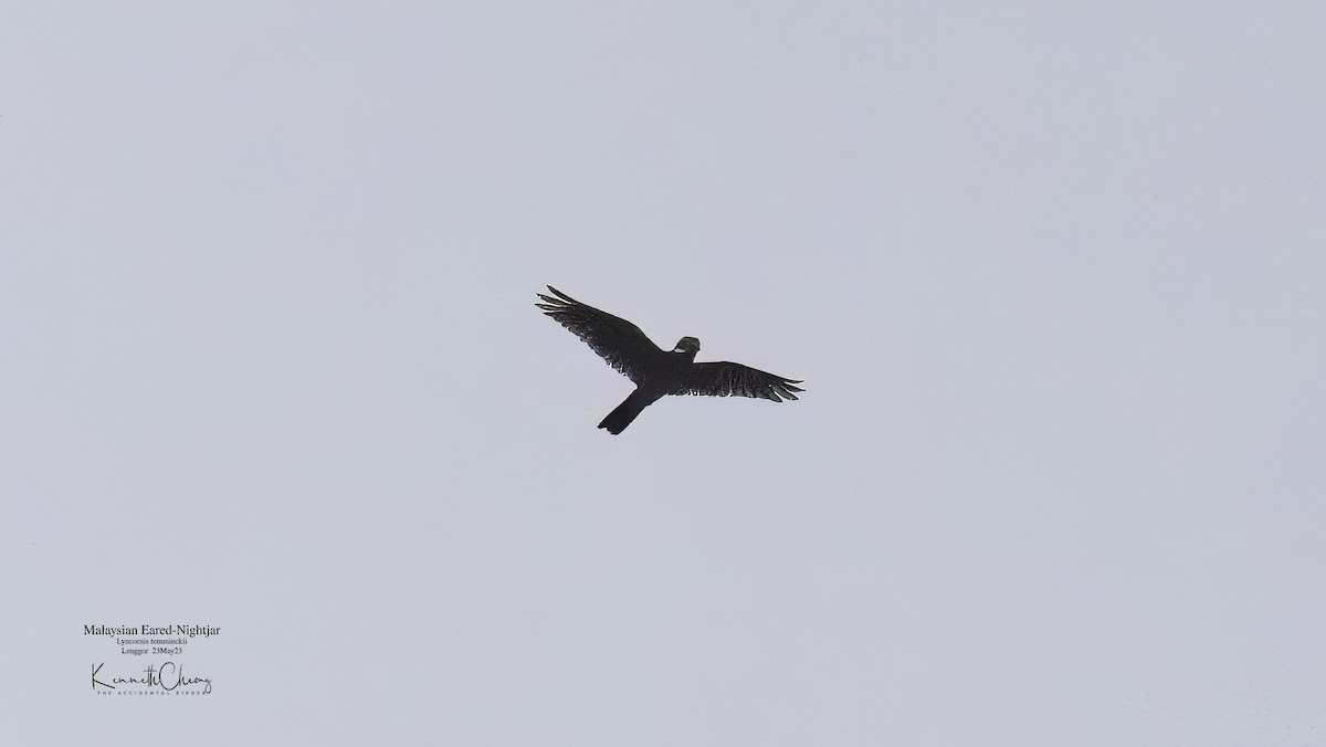 Malaysian Eared-Nightjar - ML577001791