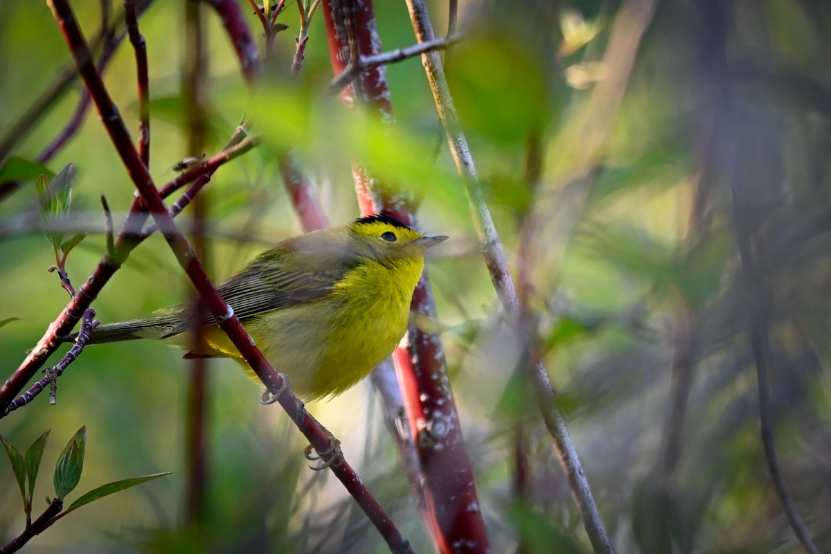 Wilson's Warbler - Amy Kohlhepp