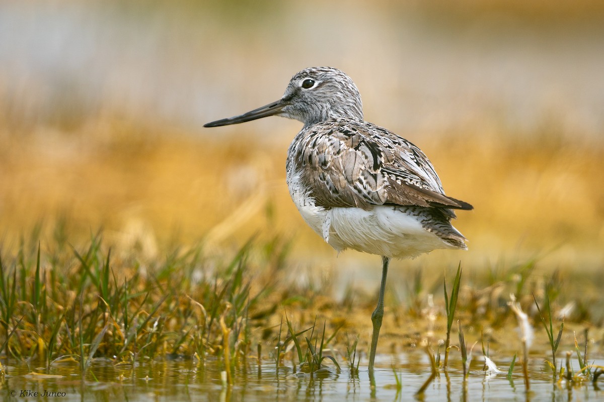 Common Greenshank - ML577002671