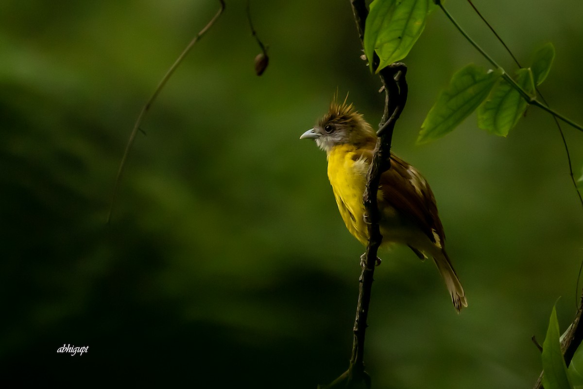 White-throated Bulbul - ML577002951