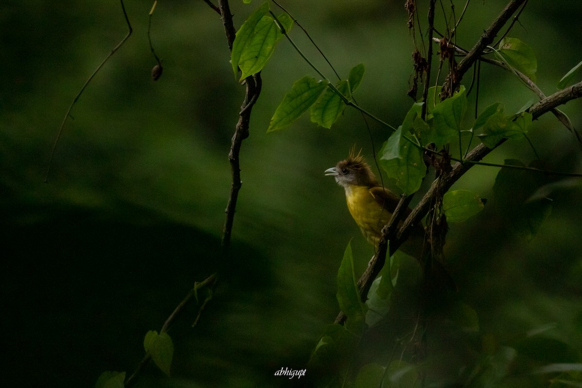 White-throated Bulbul - ML577002981