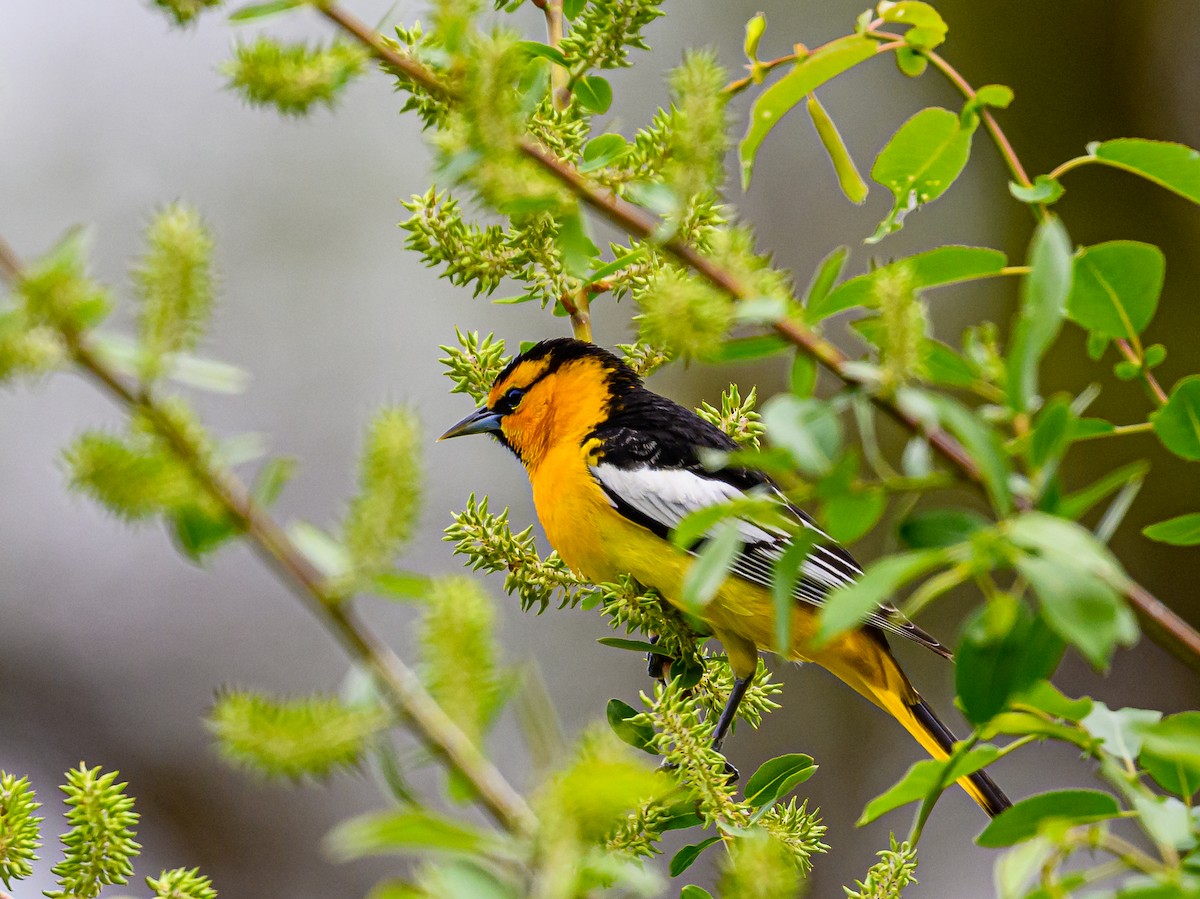 Bullock's Oriole - ML577003321