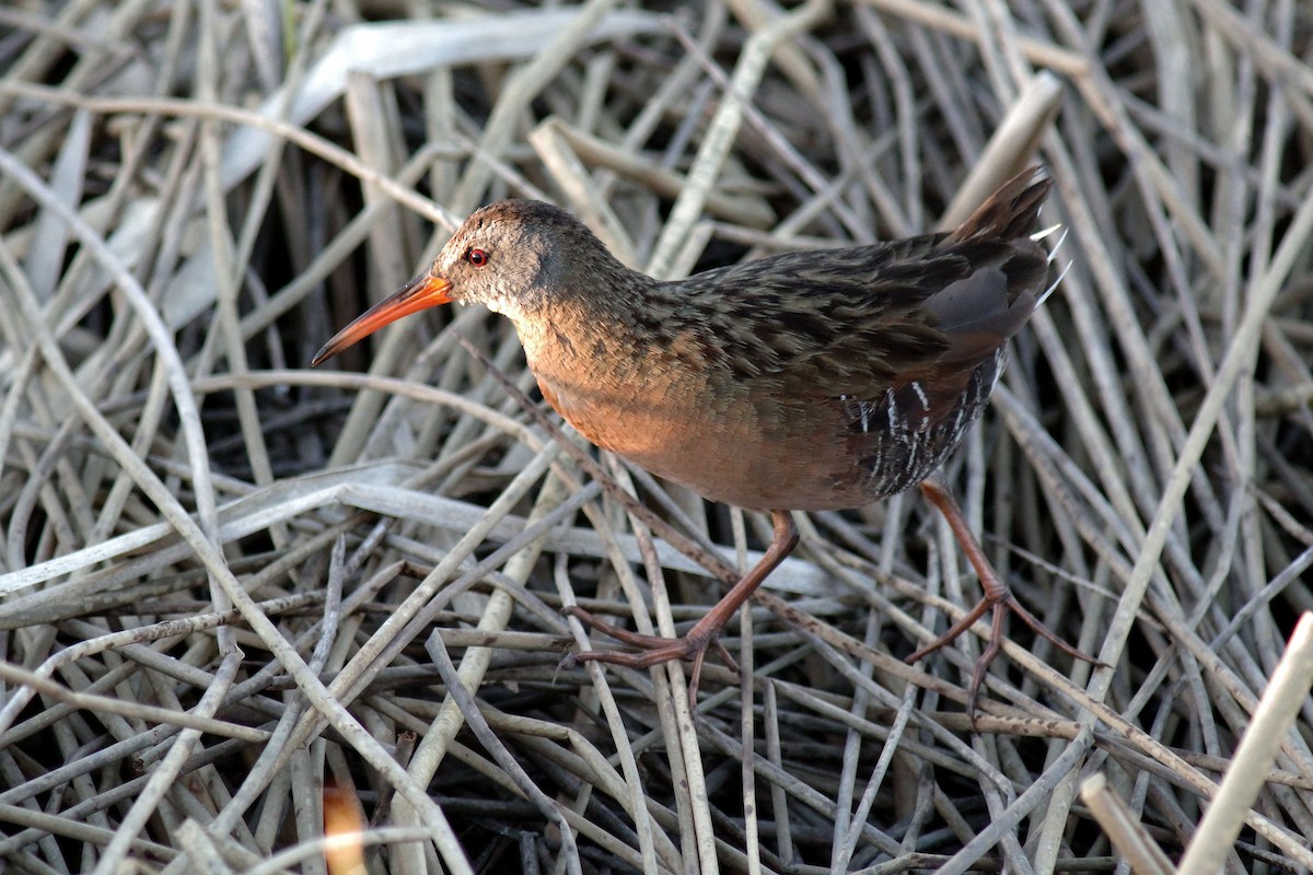 Virginia Rail - ML577003831