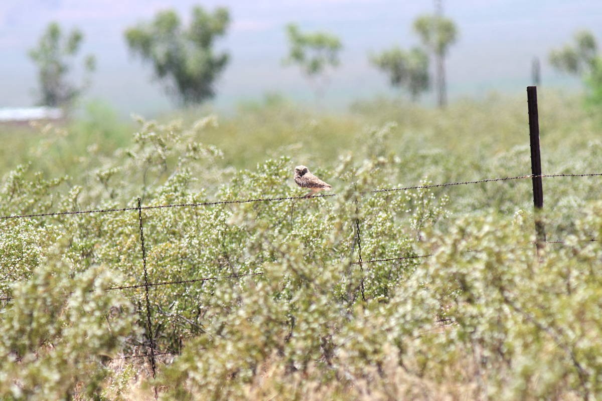 Burrowing Owl - ML577003951