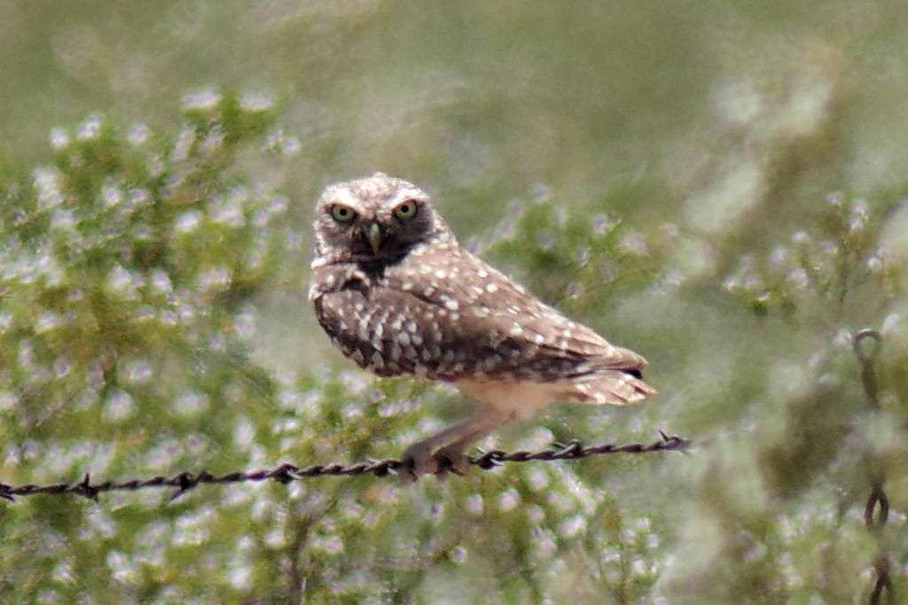 Burrowing Owl - ML577003961