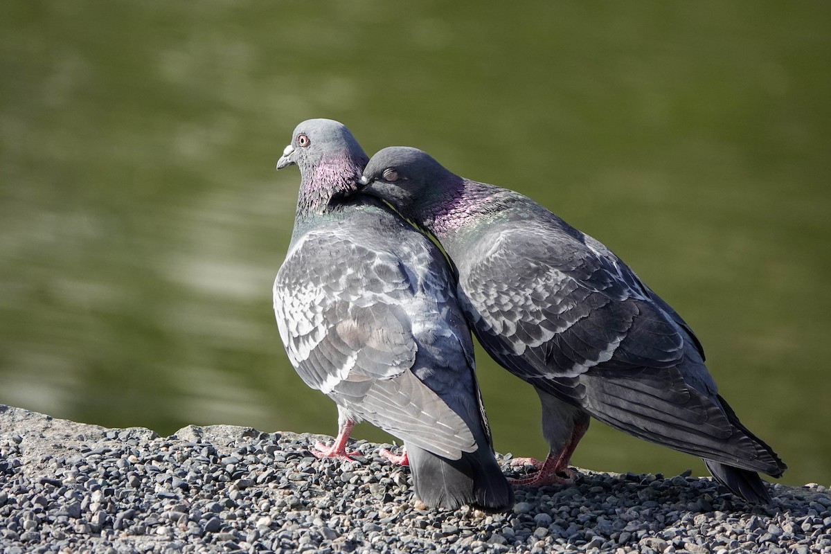 Rock Pigeon (Feral Pigeon) - Isabelle Reddy