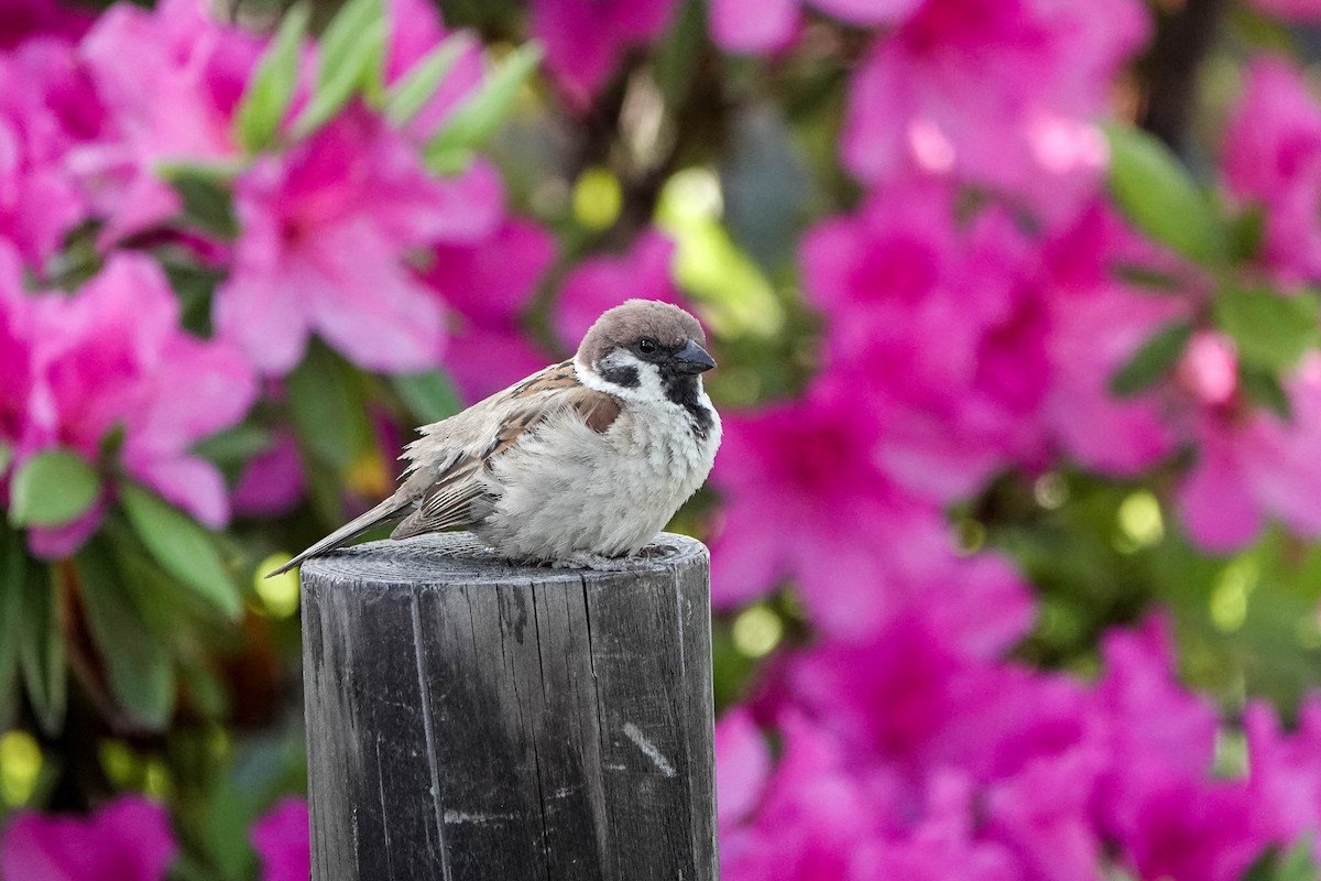 Eurasian Tree Sparrow - Isabelle Reddy