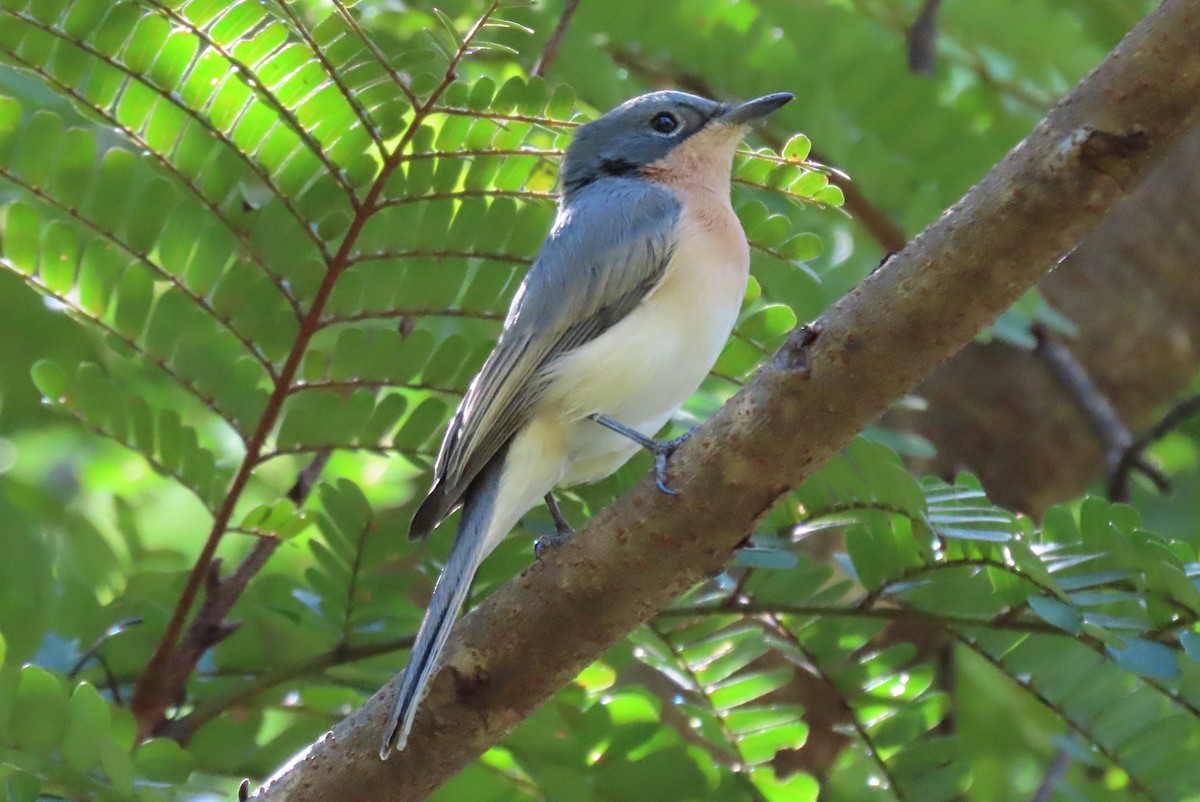 Leaden Flycatcher - ML577004821