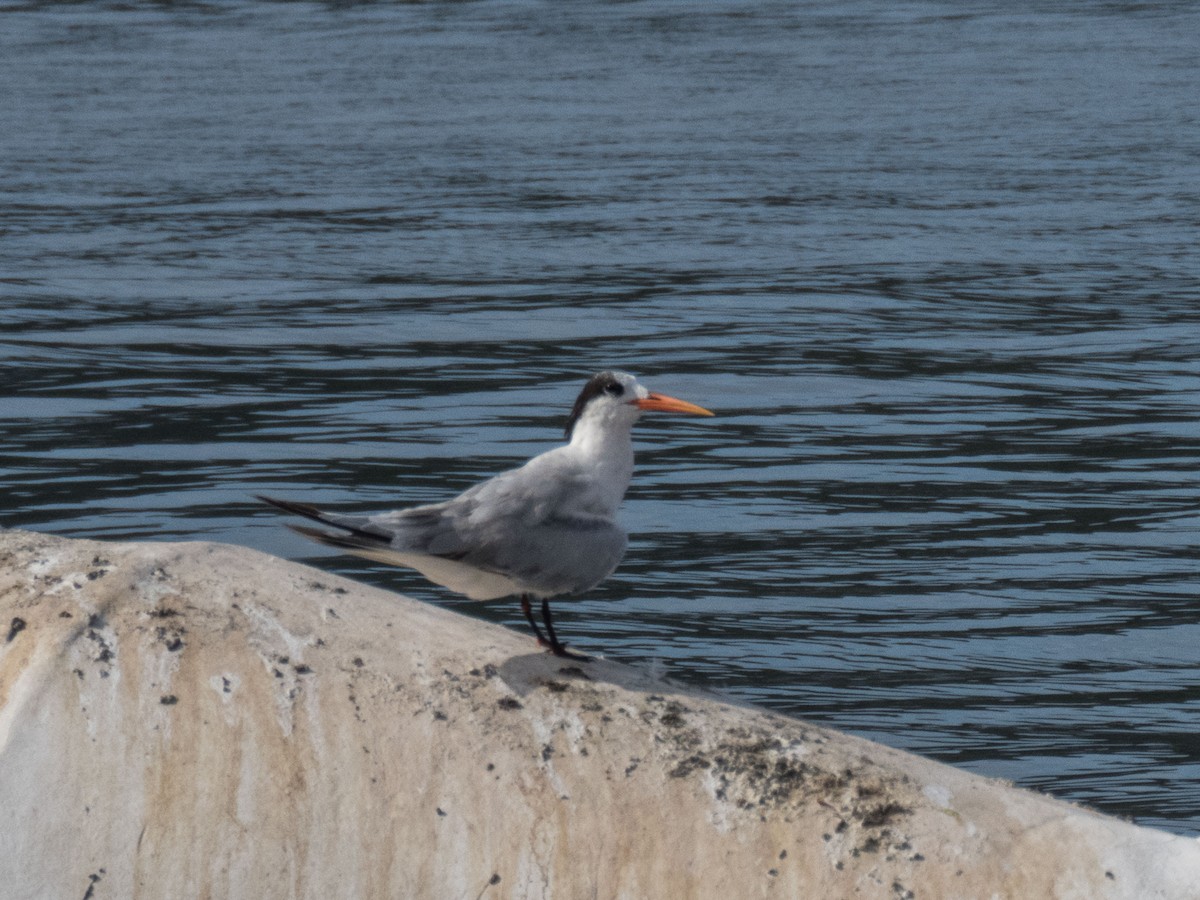 Royal Tern - ML577005051