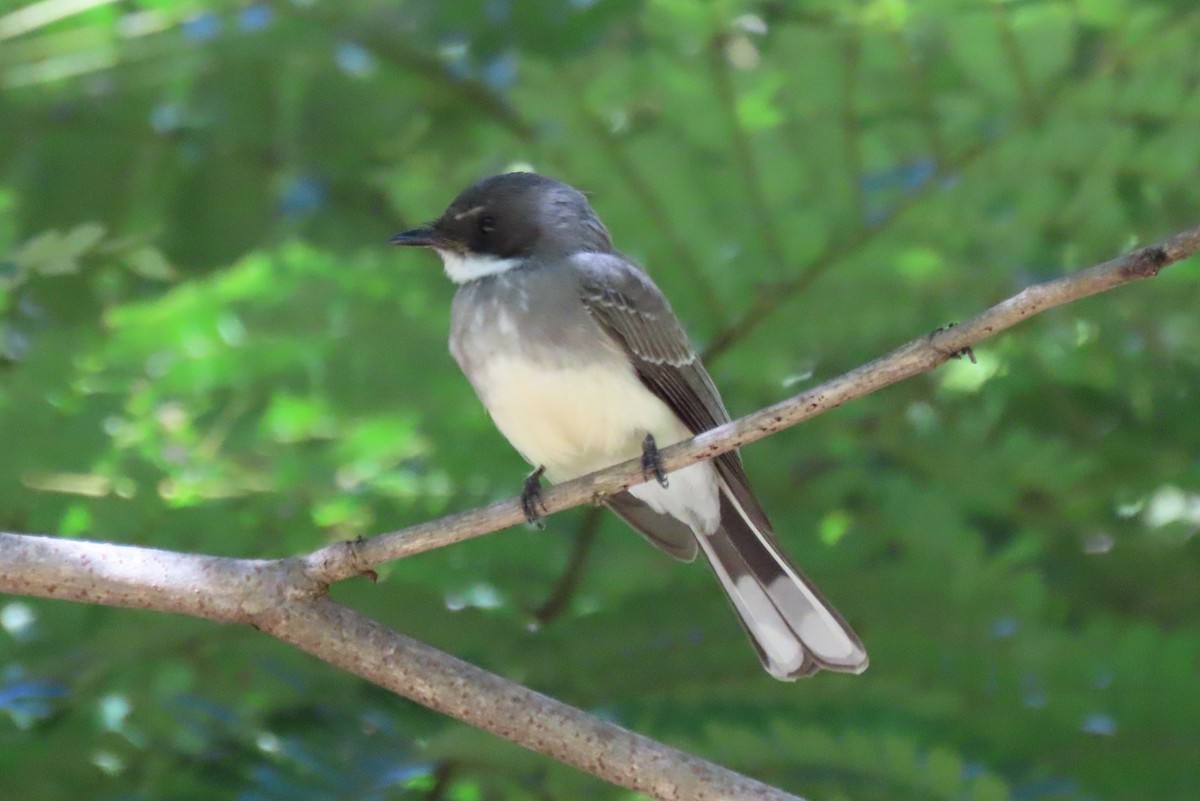 Northern Fantail - ML577005061