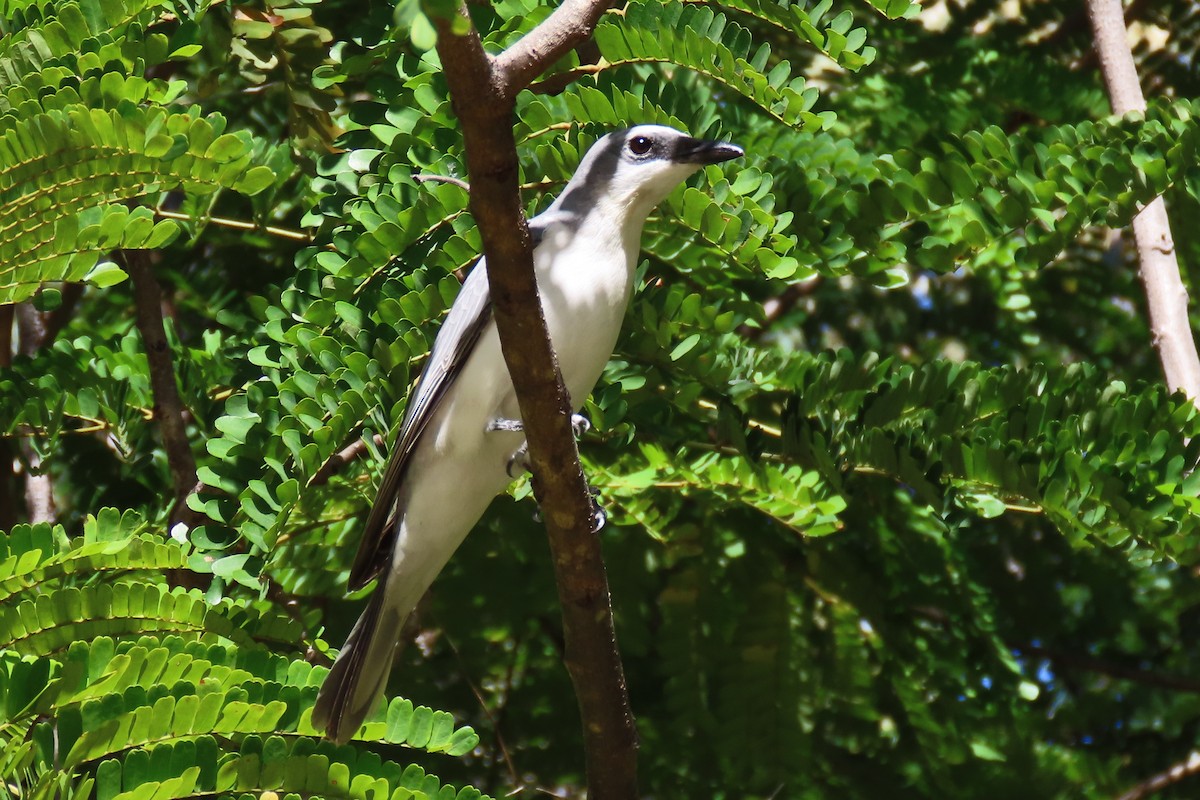 White-bellied Cuckooshrike - ML577005101