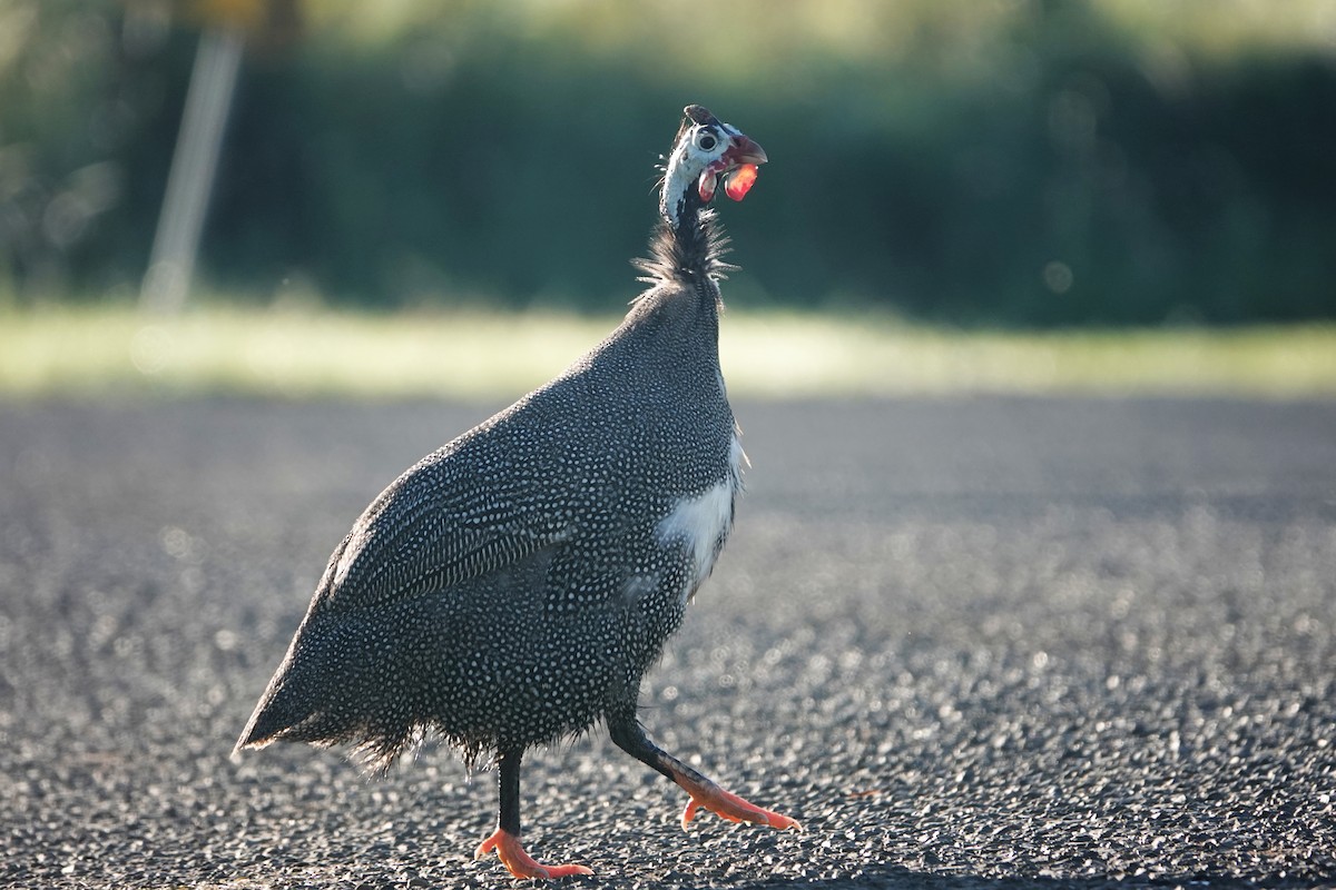 Helmeted Guineafowl (Domestic type) - ML577006571