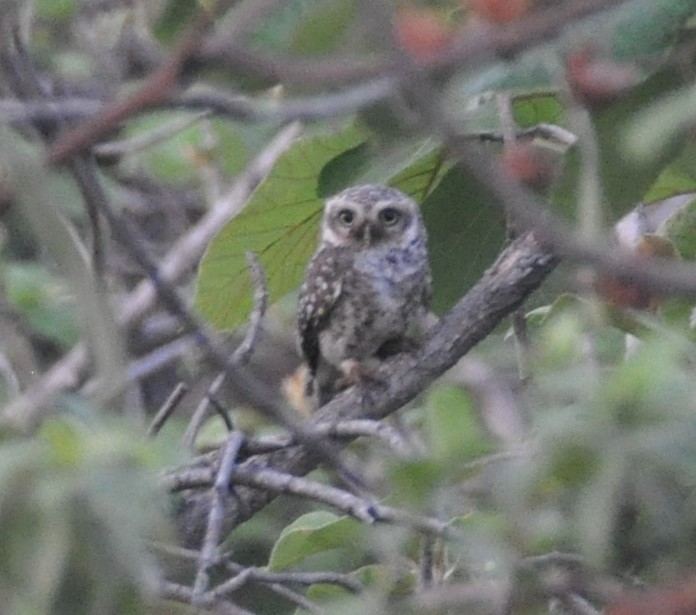 Spotted Owlet - Bonda Sek