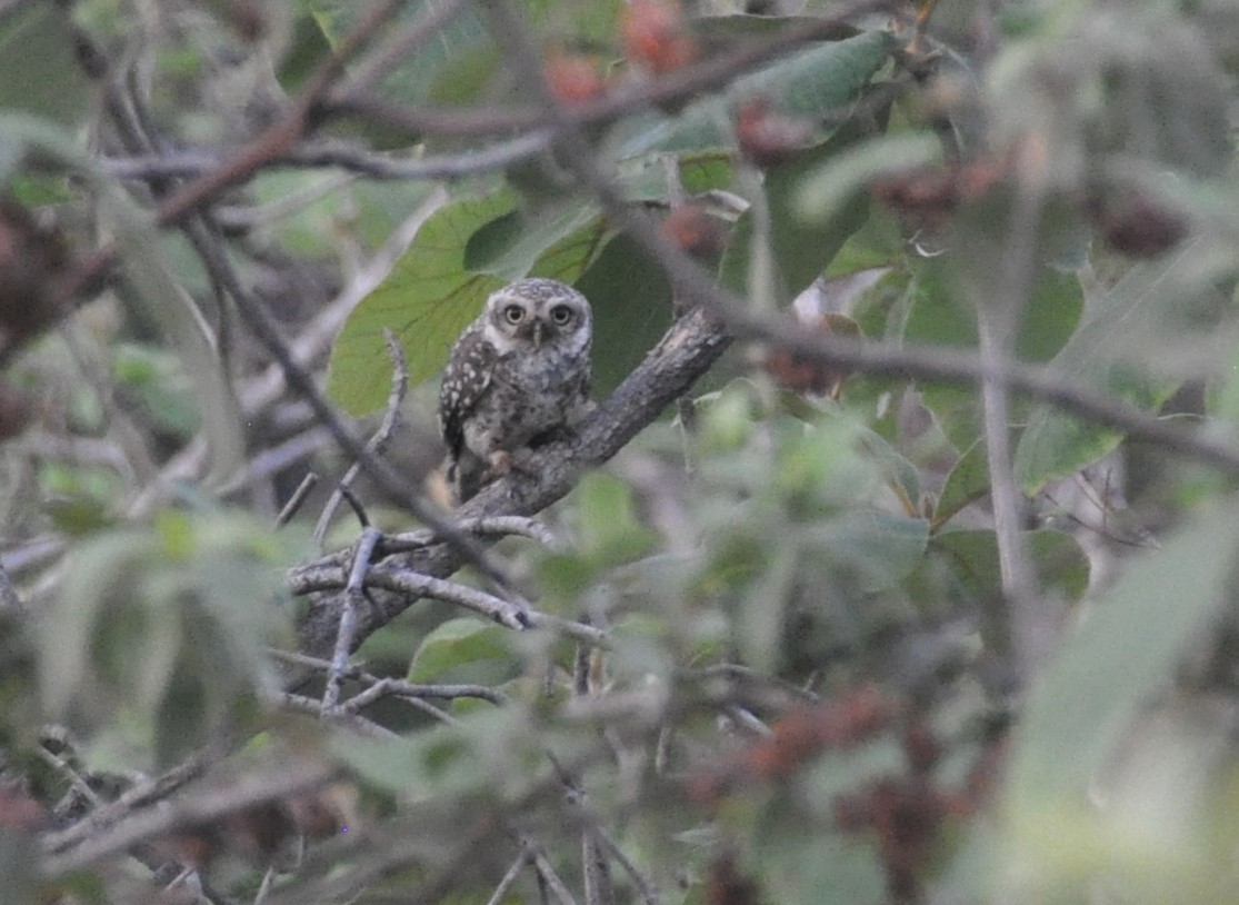 Spotted Owlet - ML577006801
