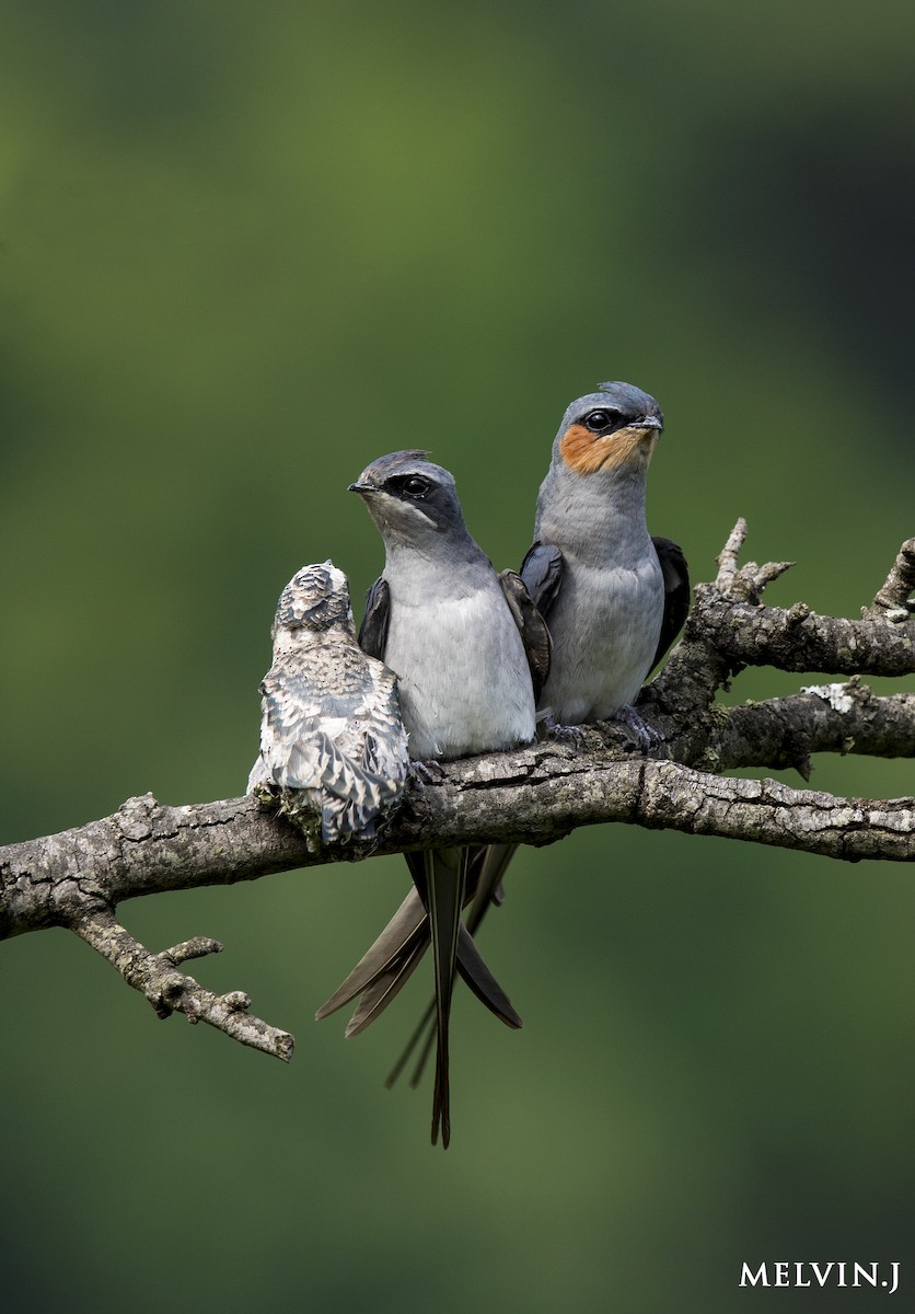 Crested Treeswift - ML57700731