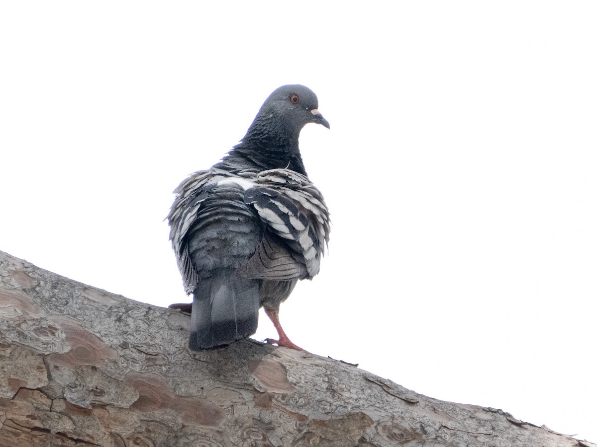Rock Pigeon - ML577007381