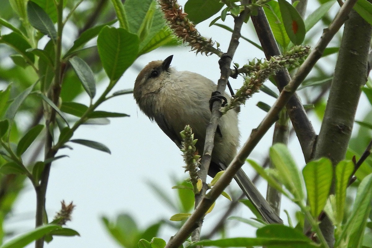 Bushtit - ML57700811