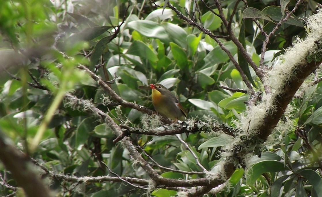 eBird Checklist - 22 May 2023 - Hakalau Forest NWR--Pua Akala Tract ...