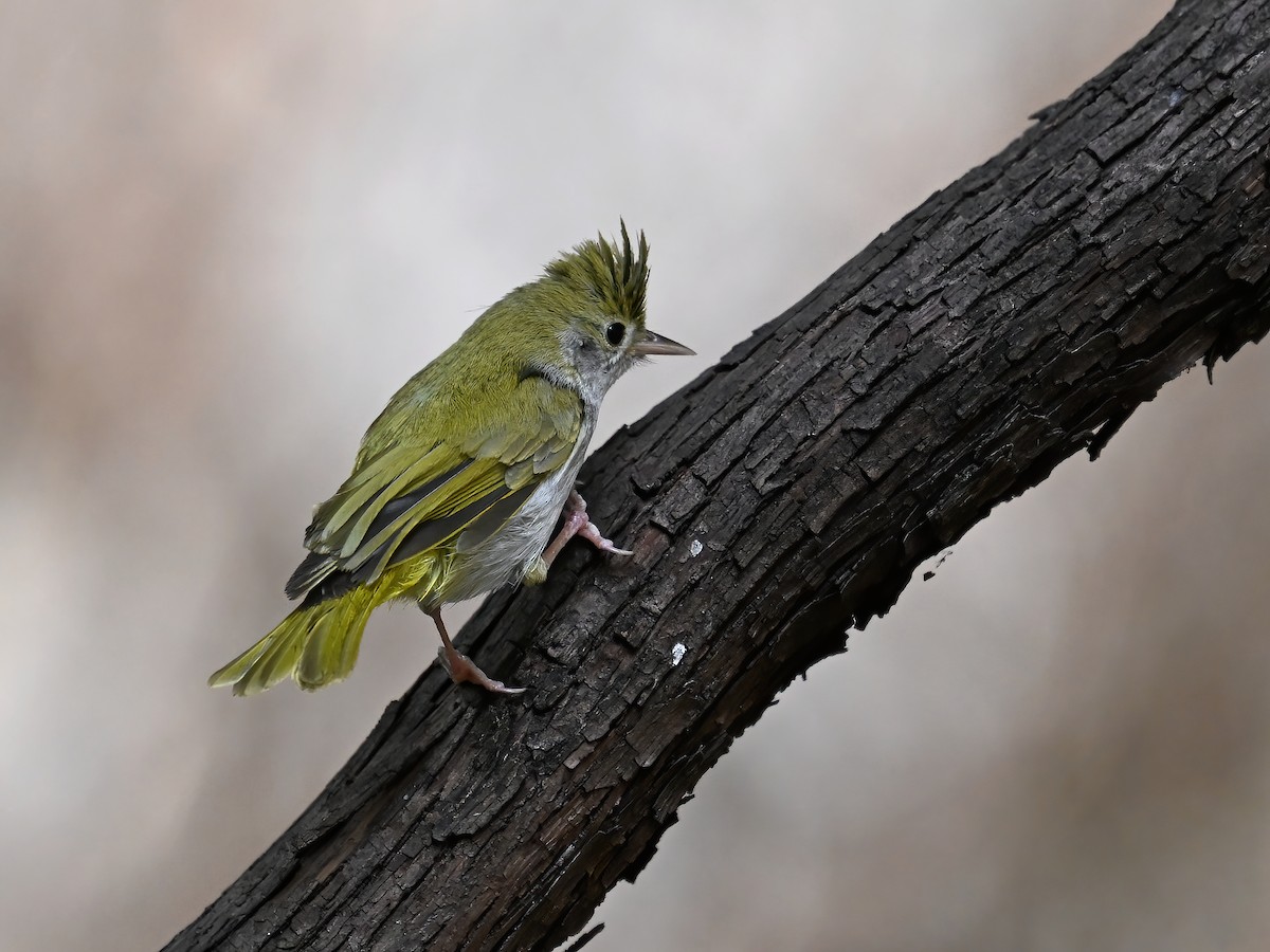 White-bellied Erpornis - ML577009871