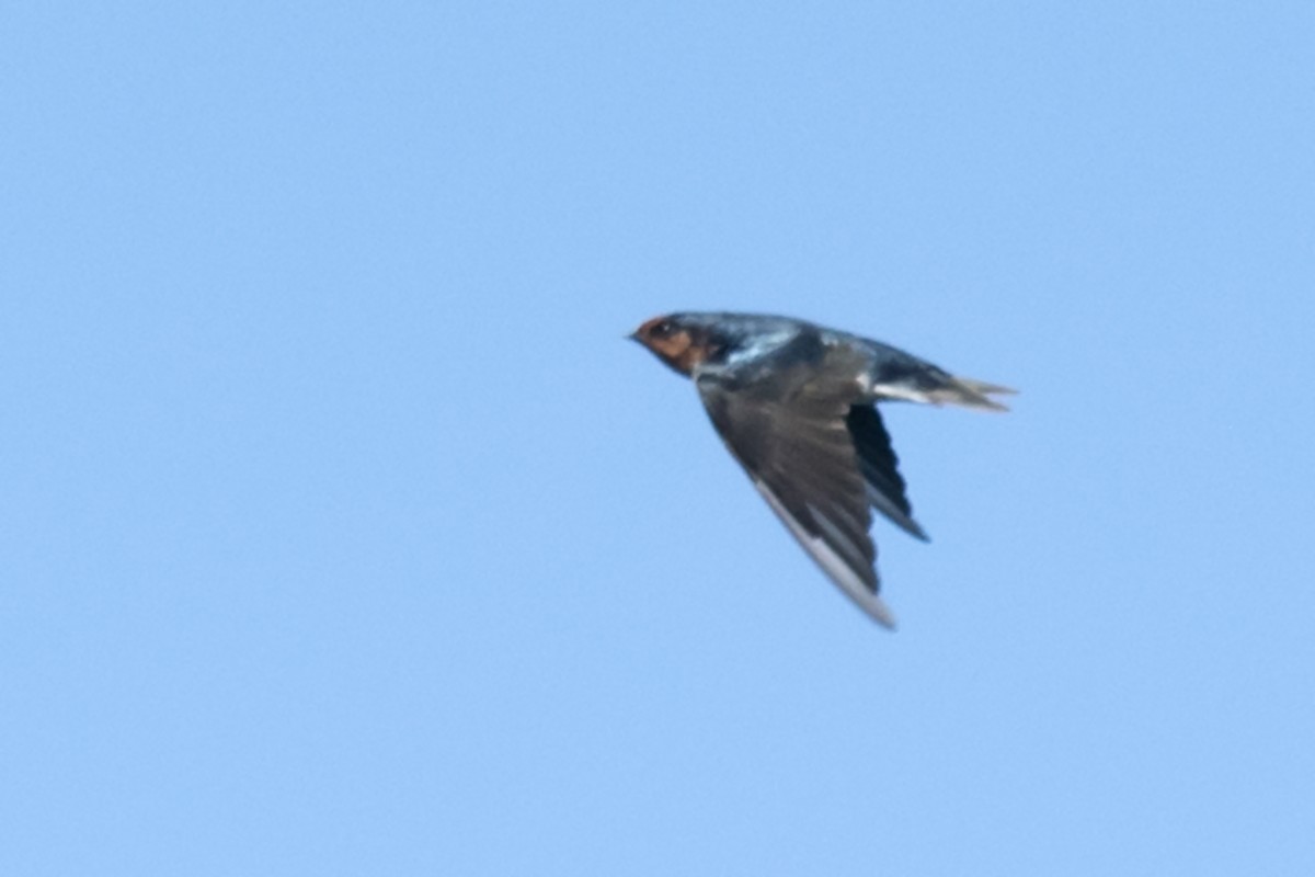 Welcome Swallow - ML577010211