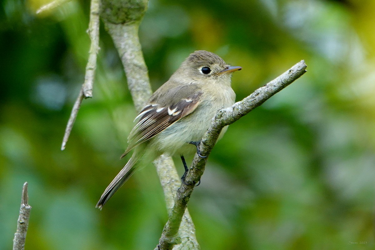 Western Flycatcher (Pacific-slope) - ML577010351