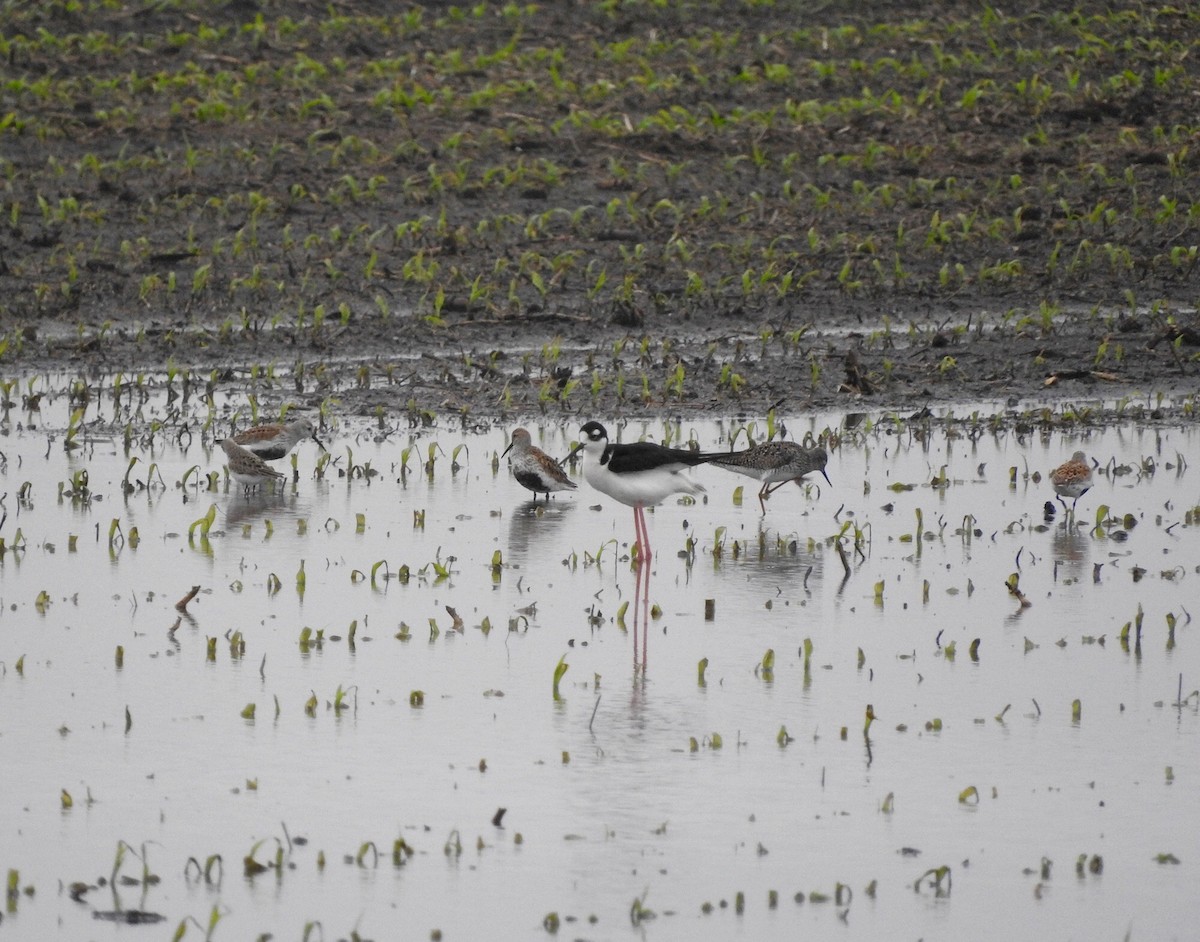 Black-necked Stilt - Deanna Uphoff