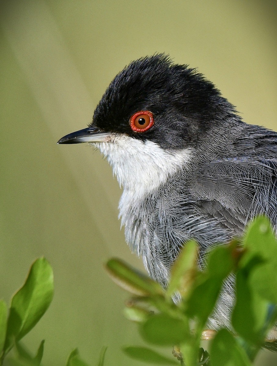 Sardinian Warbler - ML577012011