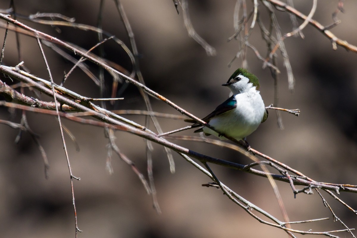 Violet-green Swallow - Roger Kohn