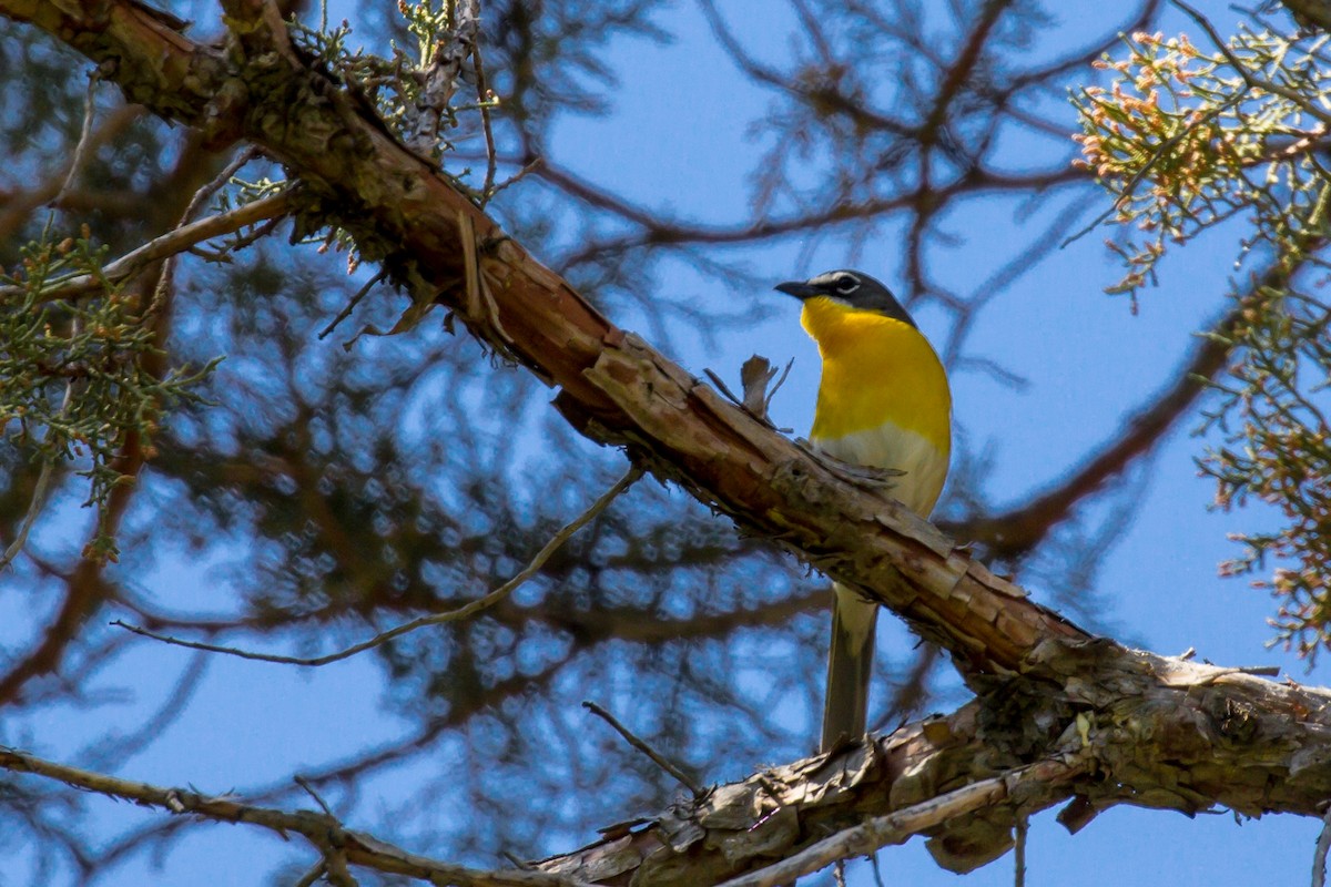 Yellow-breasted Chat - Roger Kohn