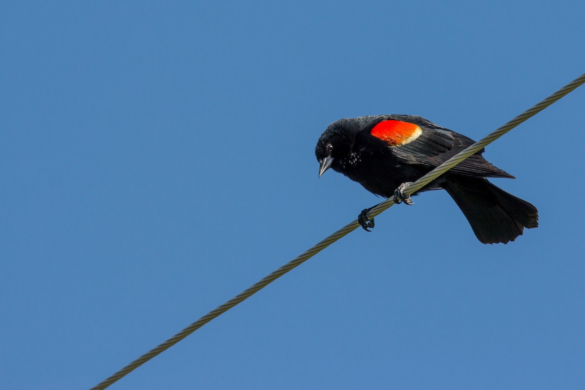 Red-winged Blackbird - Roger Kohn