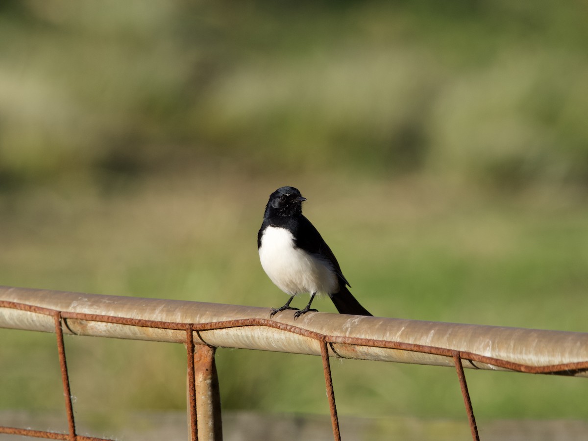 Willie-wagtail - ML577014251
