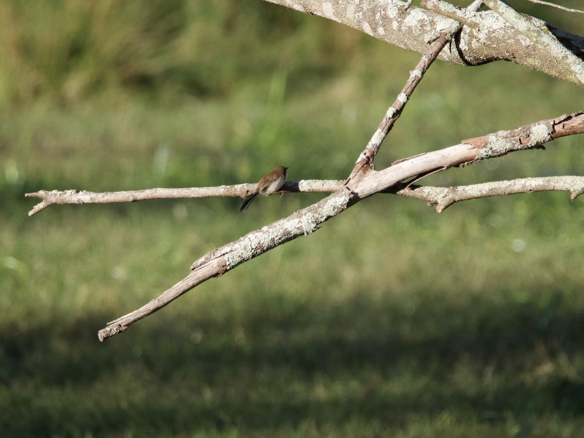 Superb Fairywren - Yvonne van Netten