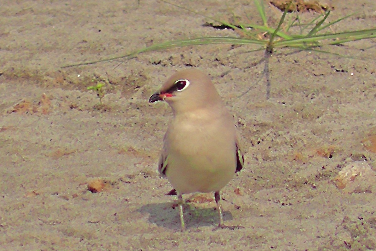 Small Pratincole - ML577015281