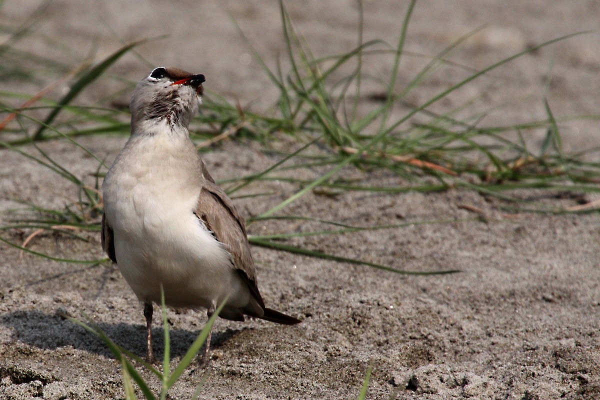 Small Pratincole - ML577015311