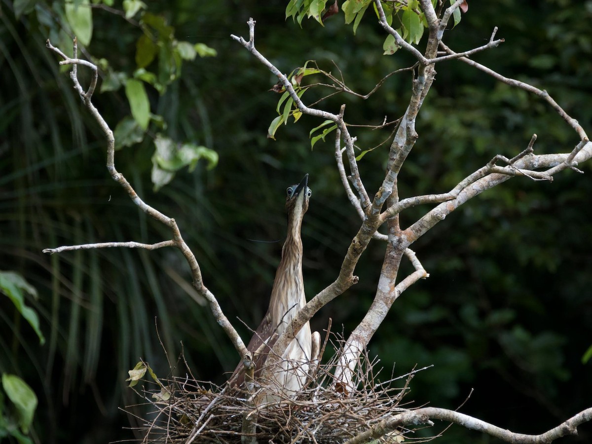 Nankeen Night Heron - ML577016321