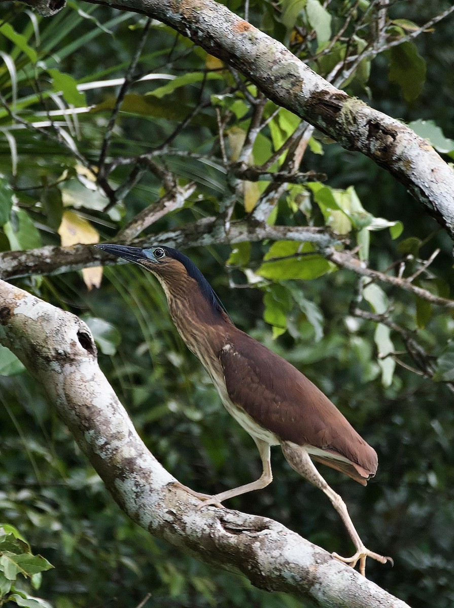 Nankeen Night Heron - Somkiat Pakapinyo