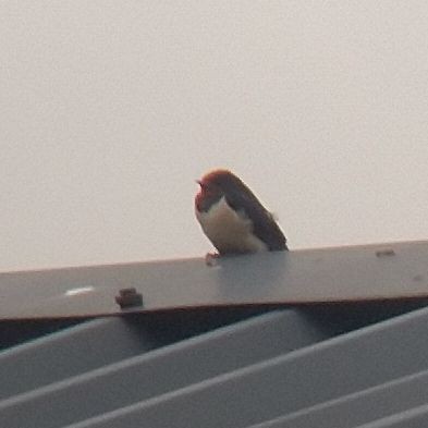 Barn Swallow - ML577016691