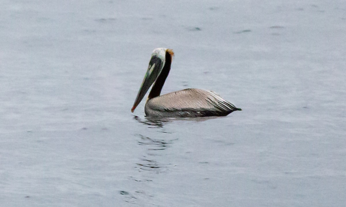 pelikán hnědý - ML577016701