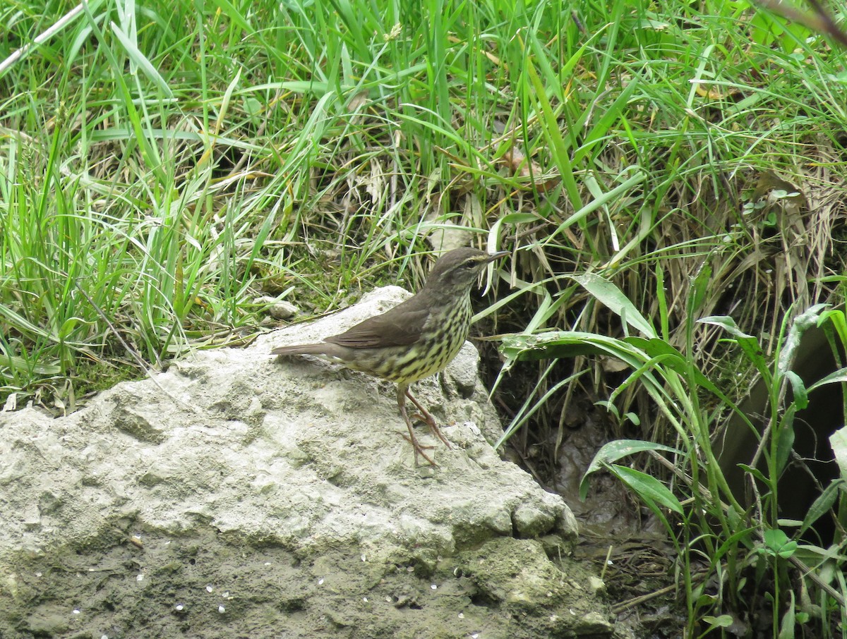 Northern Waterthrush - ML577017001