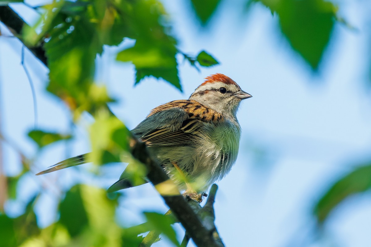 Chipping Sparrow - ML577017231