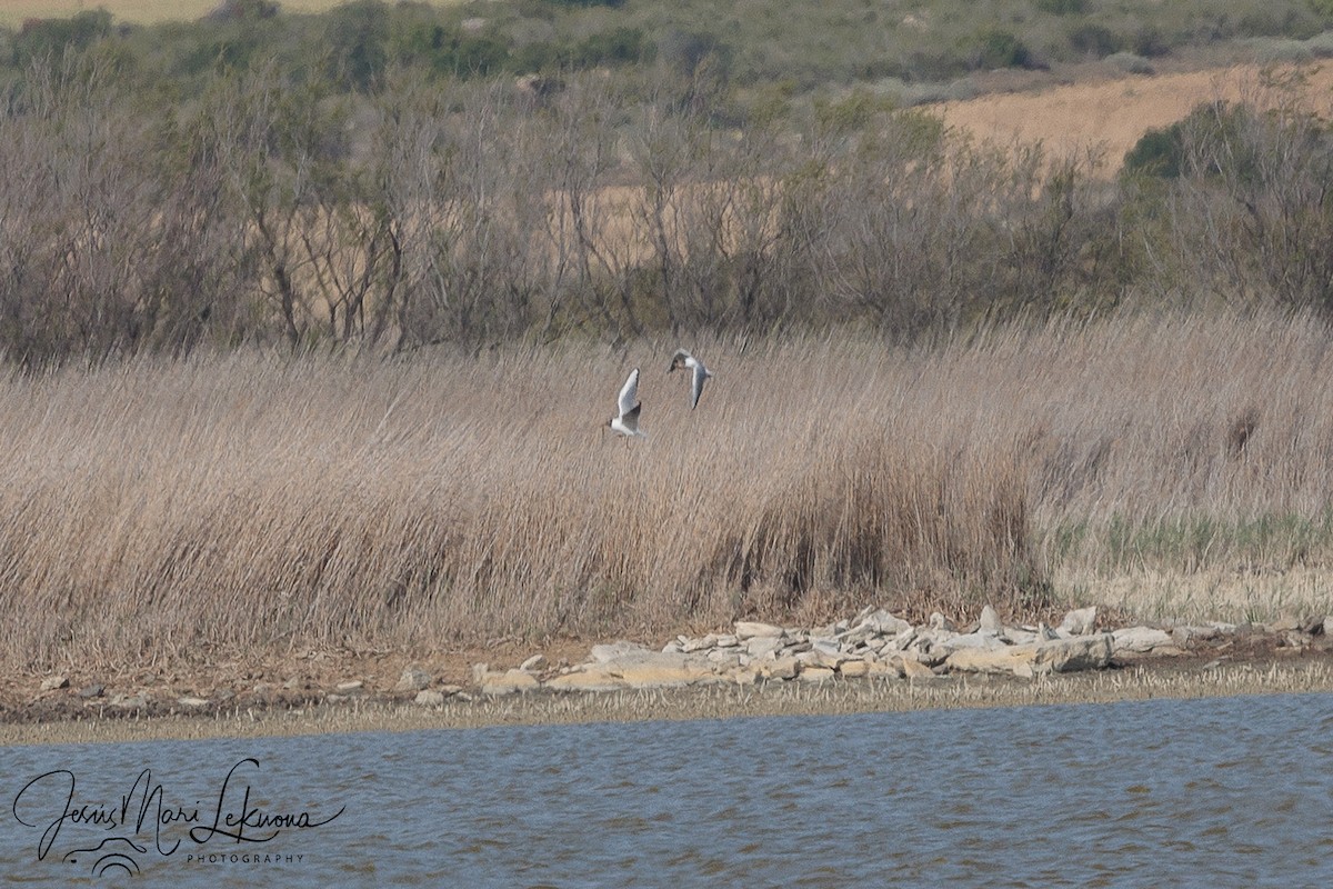 Black-headed Gull - Jesús Mari Lekuona Sánchez