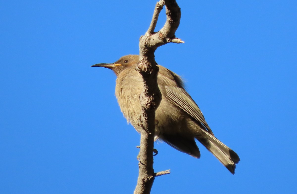 White-gaped Honeyeater - ML577018861