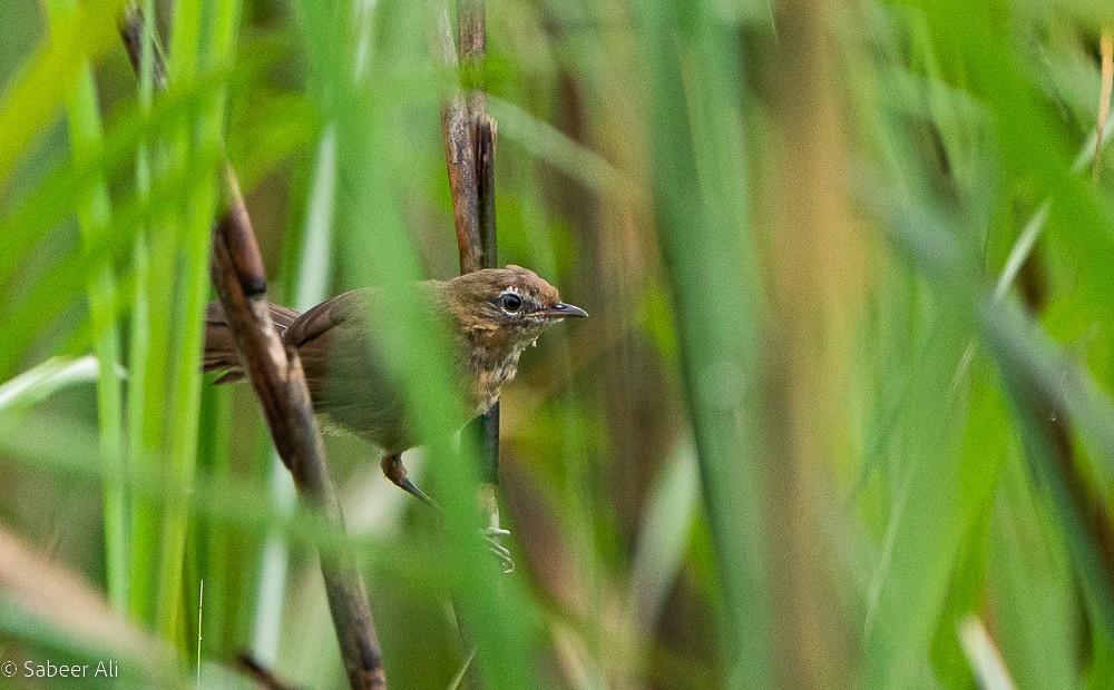 Marsh Babbler - sabeer ali