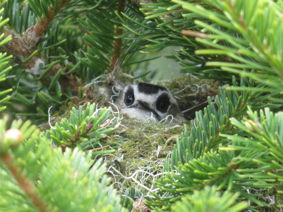 火冠戴菊鳥 - ML577021371