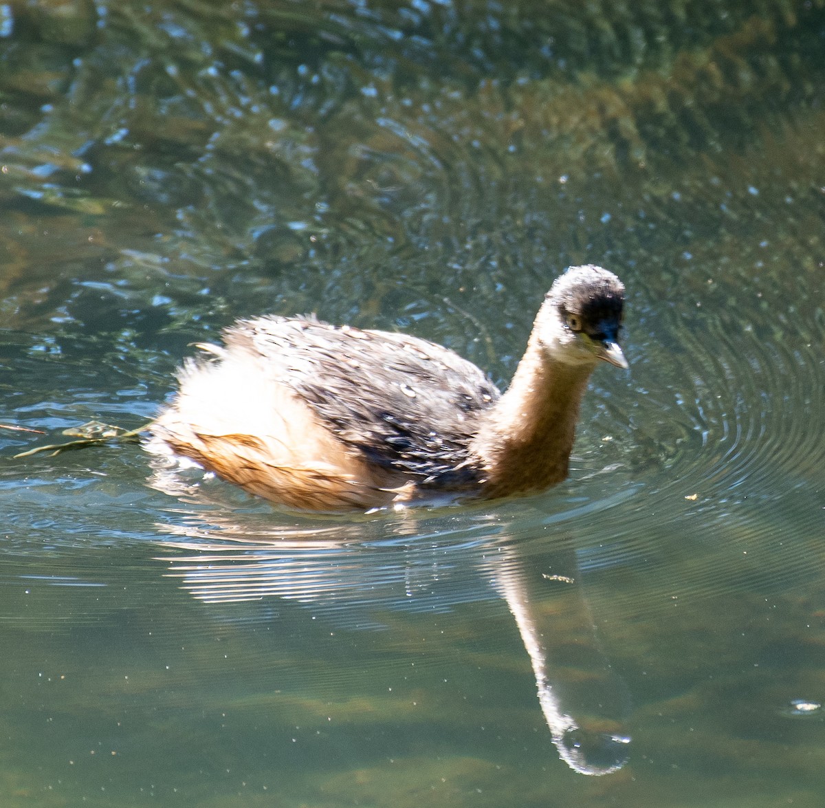 Australasian Grebe - ML577023531