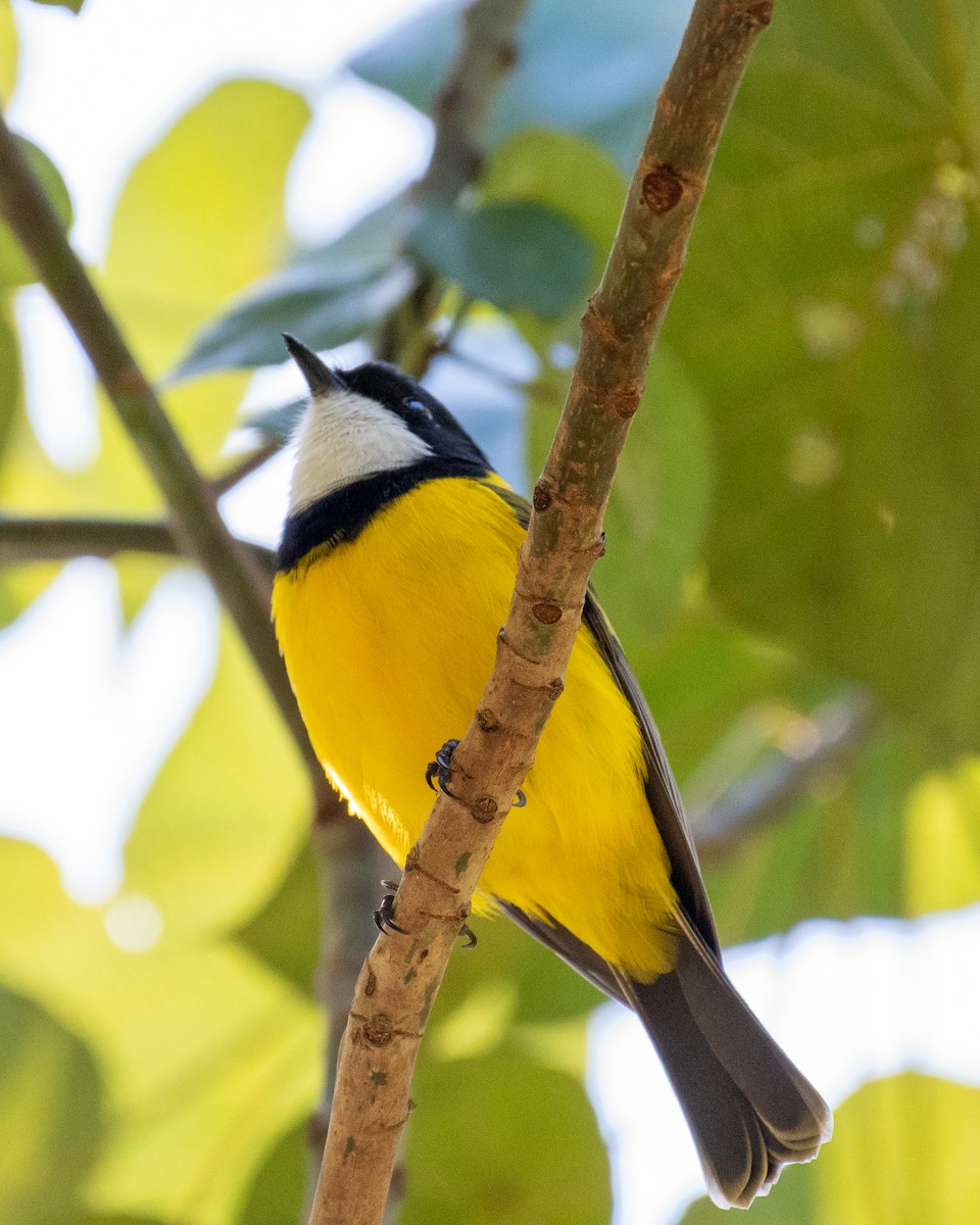 Golden Whistler (Eastern) - ML577023771