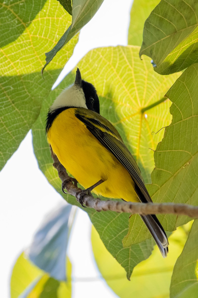 Golden Whistler (Eastern) - ML577023781